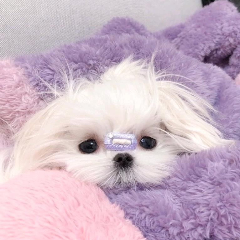 楼迷