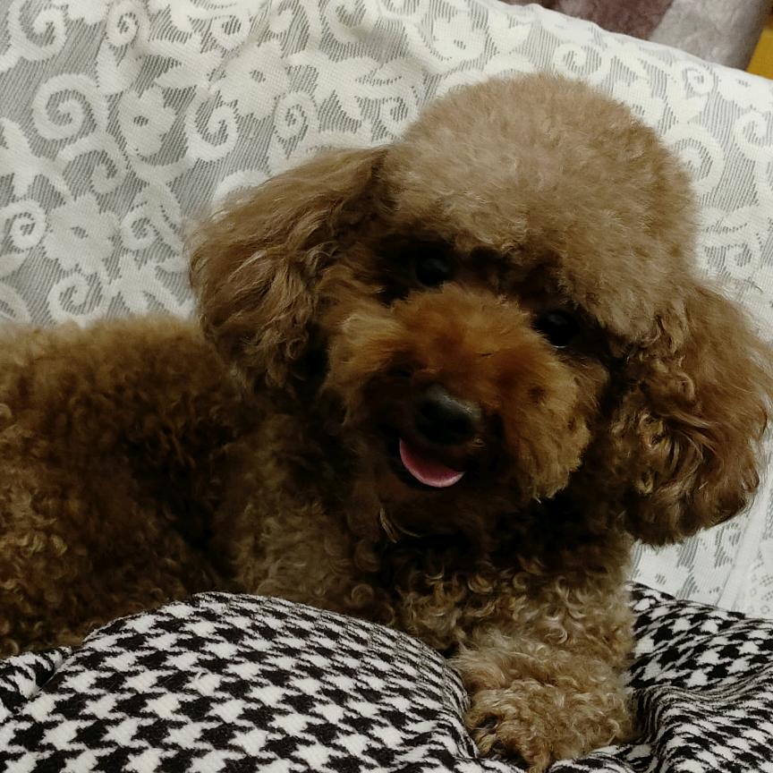 巧克力果冻