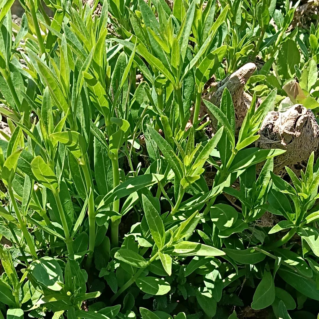 刚好彝见你