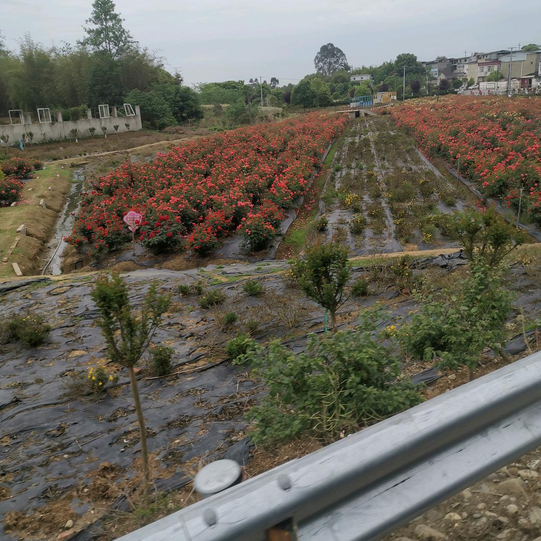 菊7429114918660