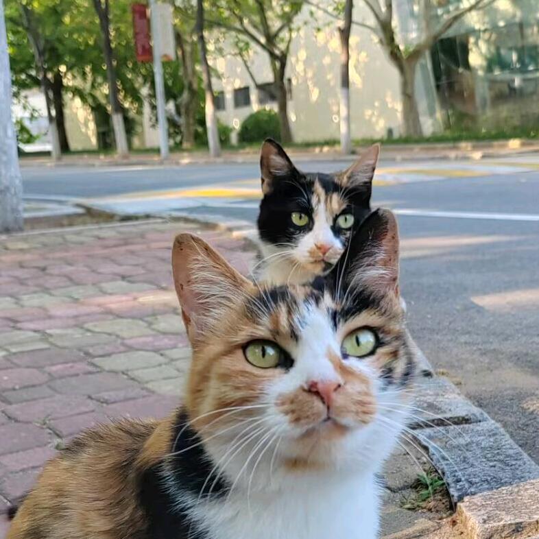 玛珈山猫盟