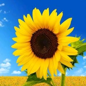 岁月静好🌻