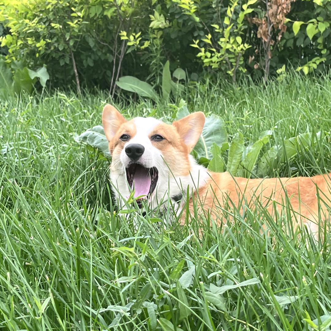 三斤木筒的宠物店