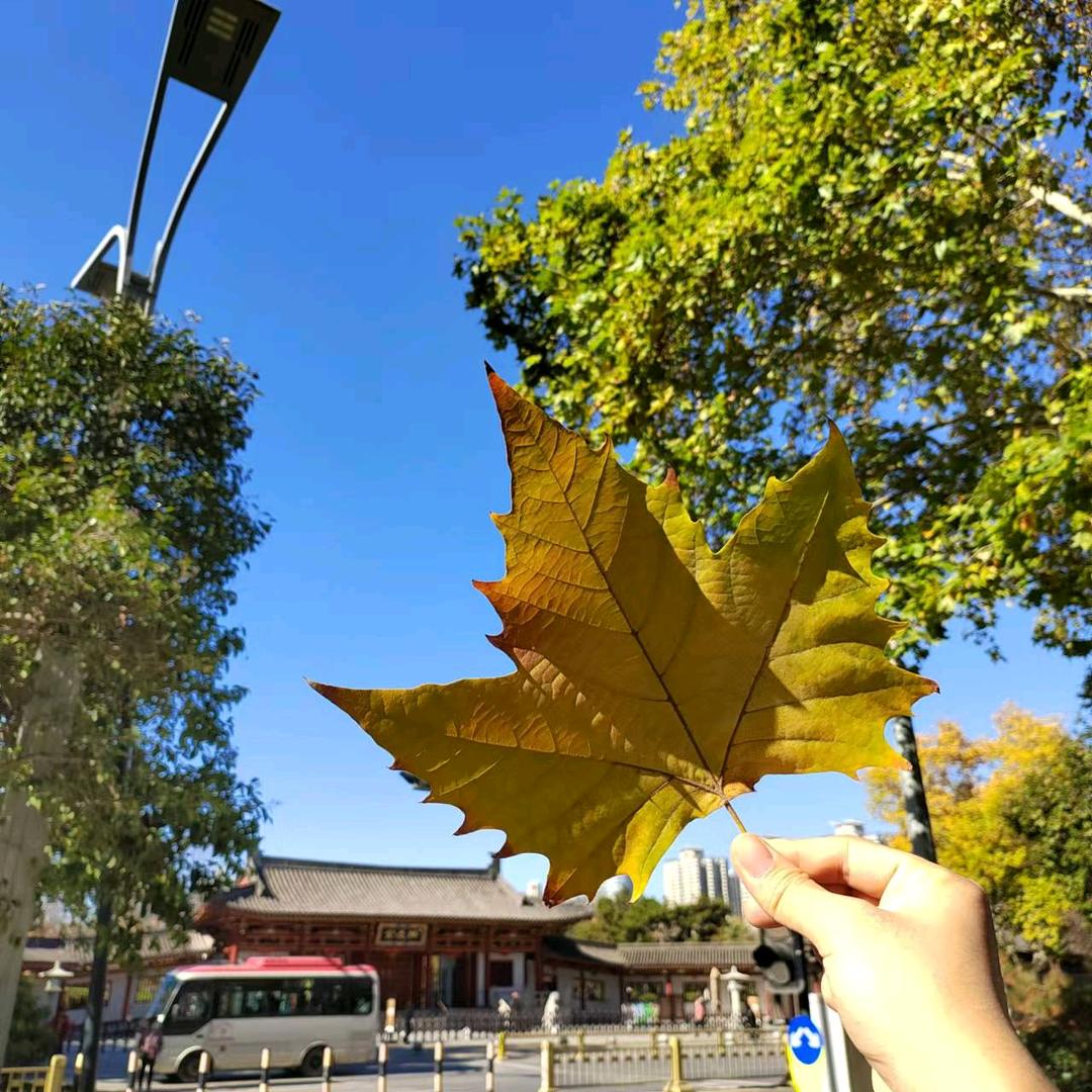 小胖球
