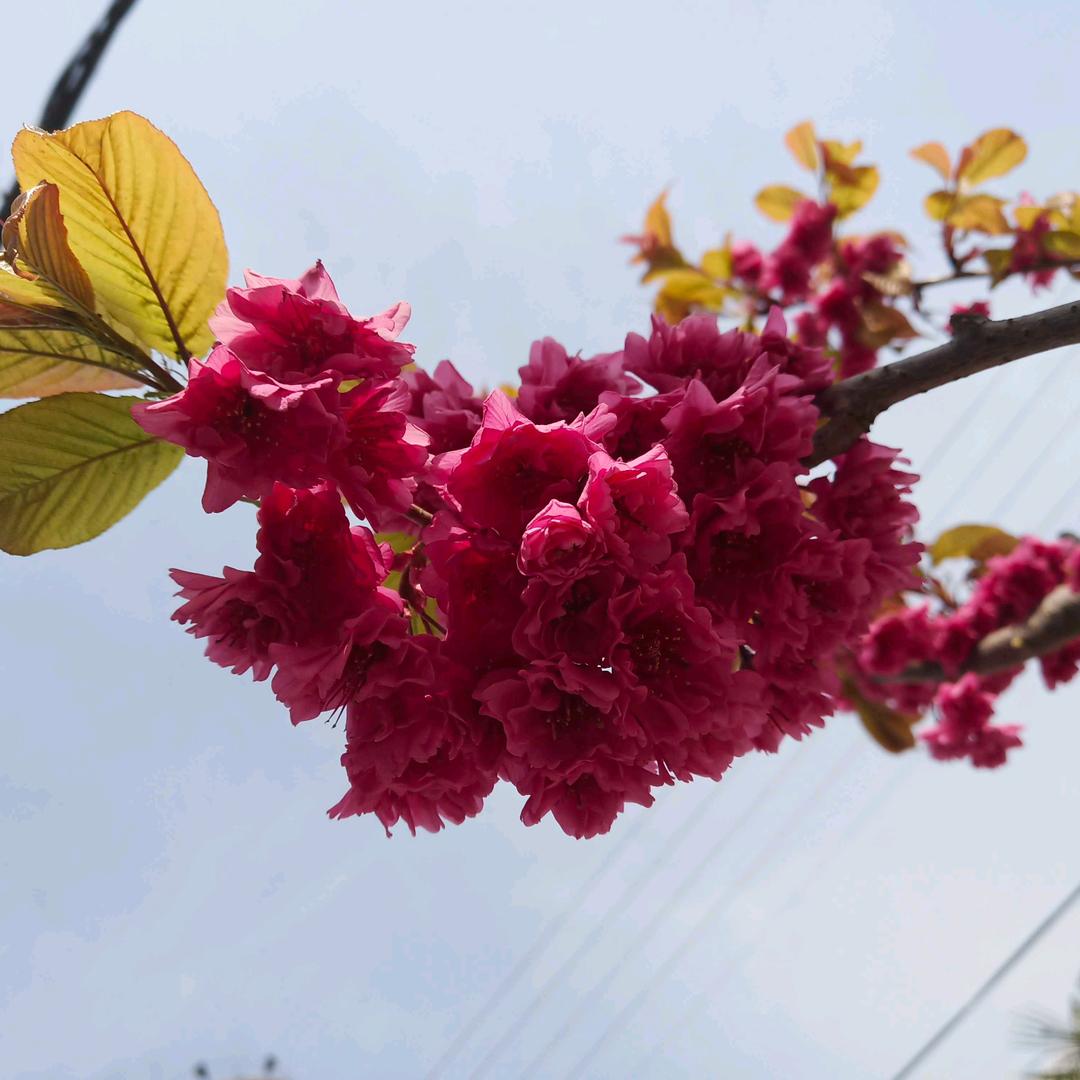 北秀