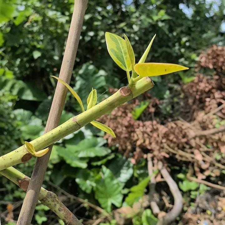 佳大欢喜花卉种植基地 直销2号