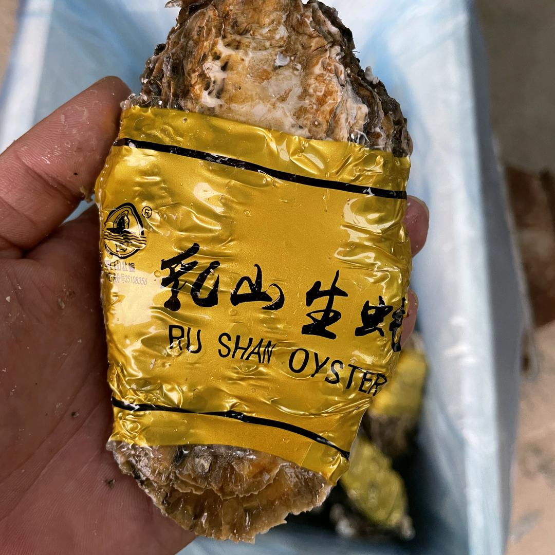 扬帆乳山牡蛎