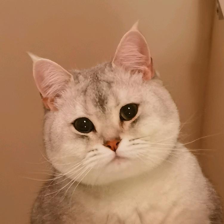 墨清颜