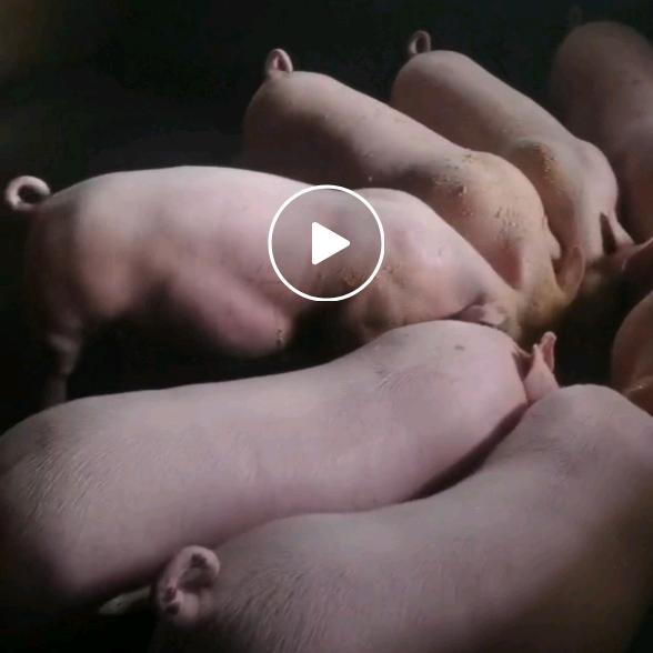 汉萍陆川土猪养殖场