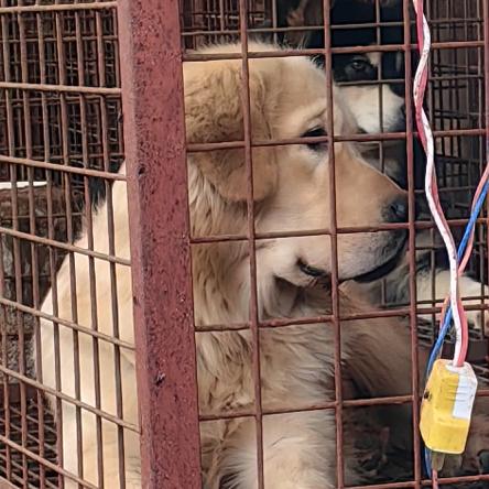 我家金毛叫伊万