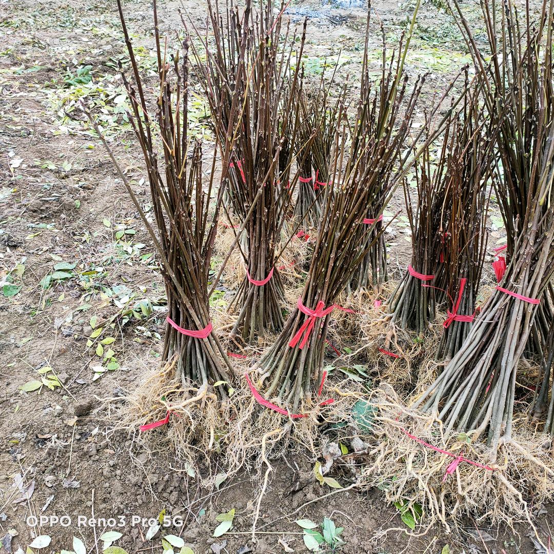 春生(果、苗)农业