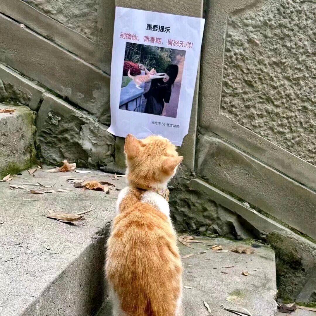 坤坤骑来福头像