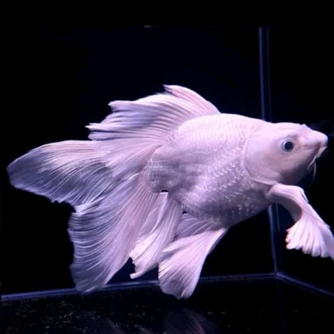 博雅蝴蝶鲤观赏鱼