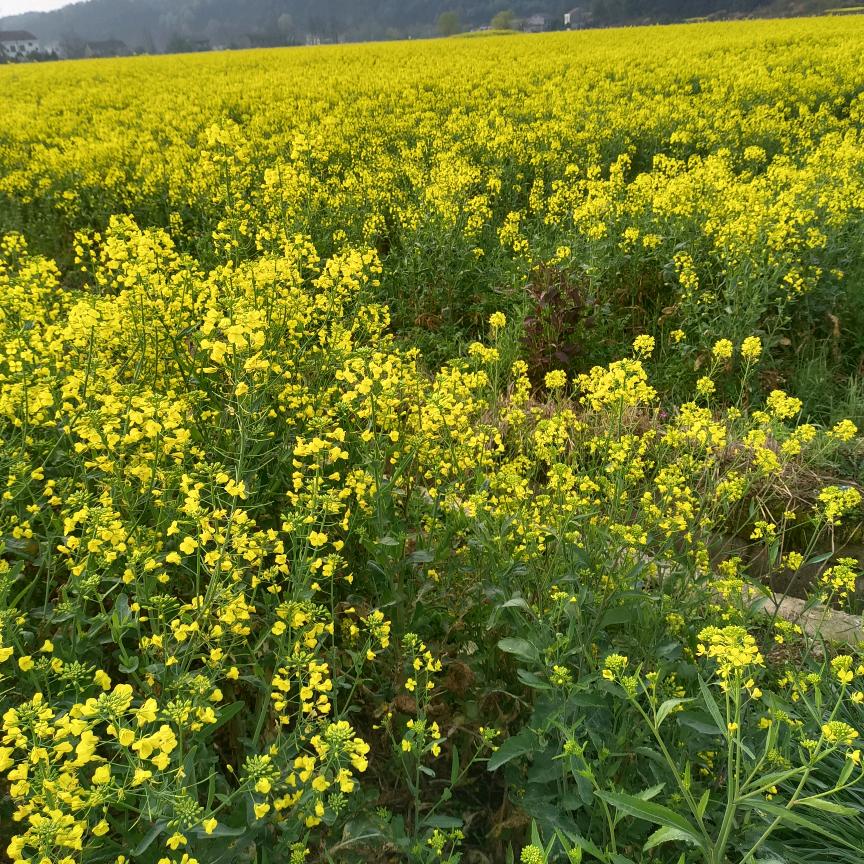 @军油菜籽  菜枯批发