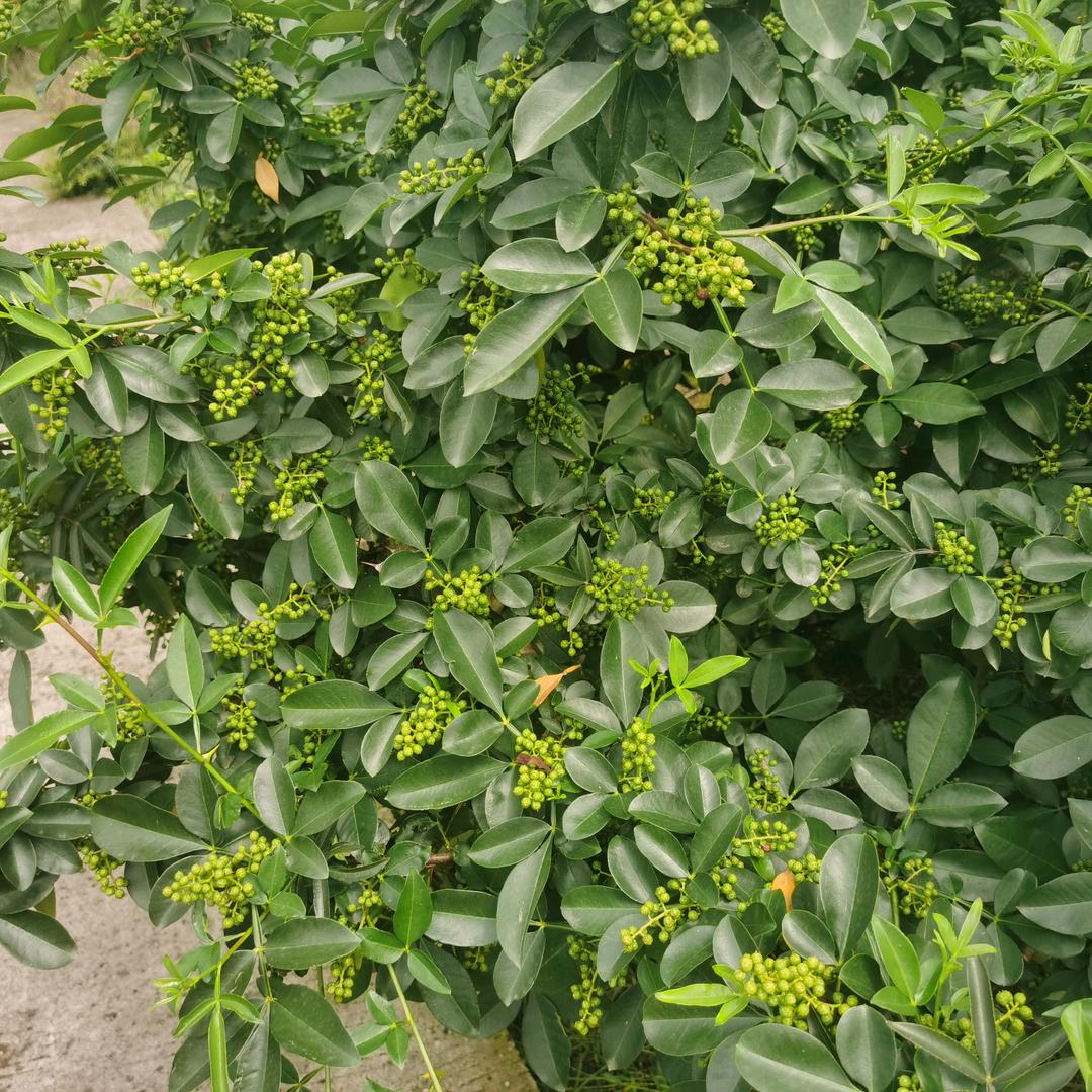 种花椒的老陶