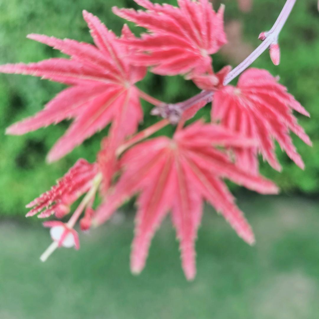 兰花花