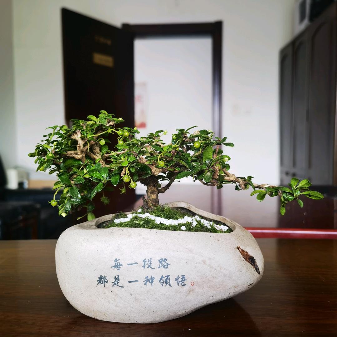 吕小鱼