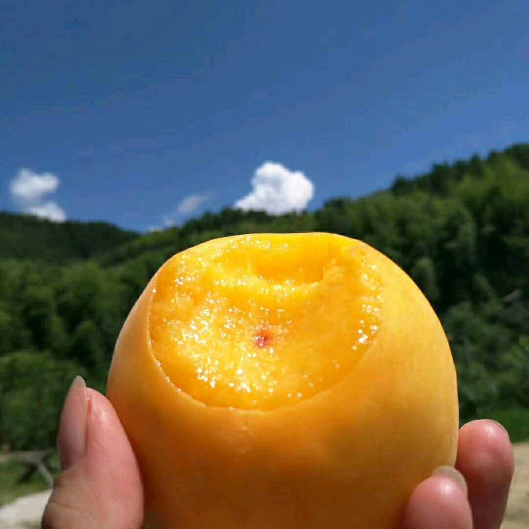 祁东县金桥镇黄桃周文宝