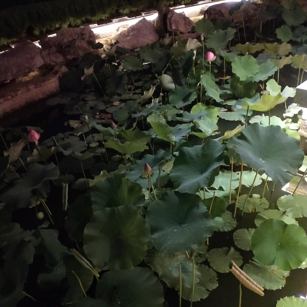 a爱拼才会赢