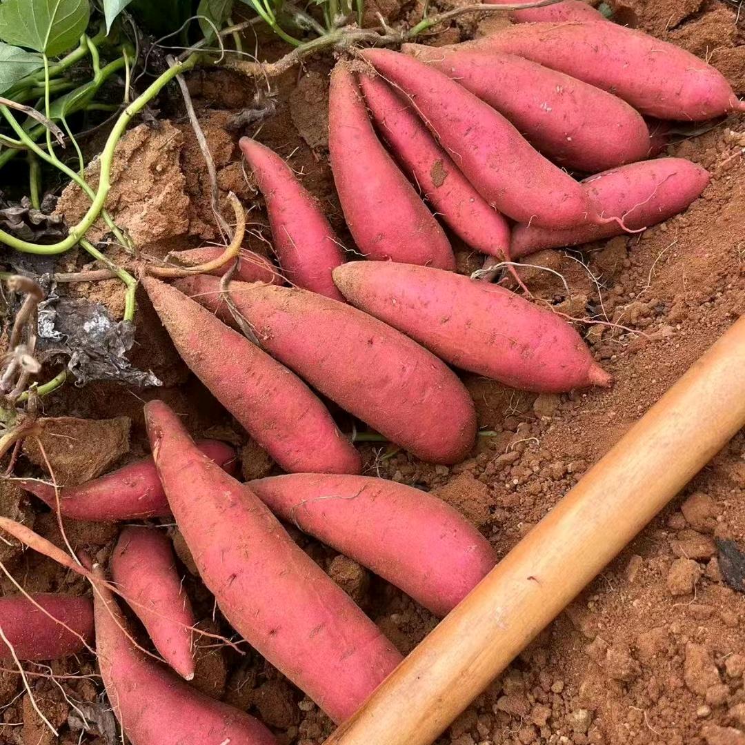 春辉果蔬农产品供应