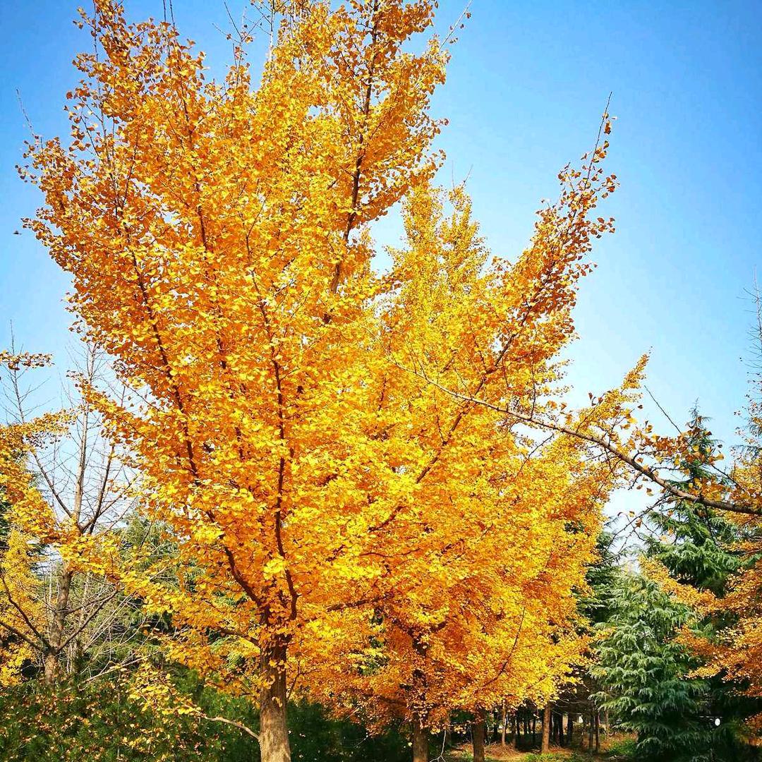 乡村 阿菊