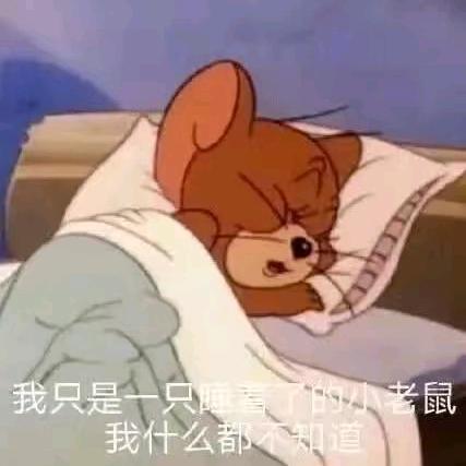 大耳花枝鼠🐾²⁷⁷