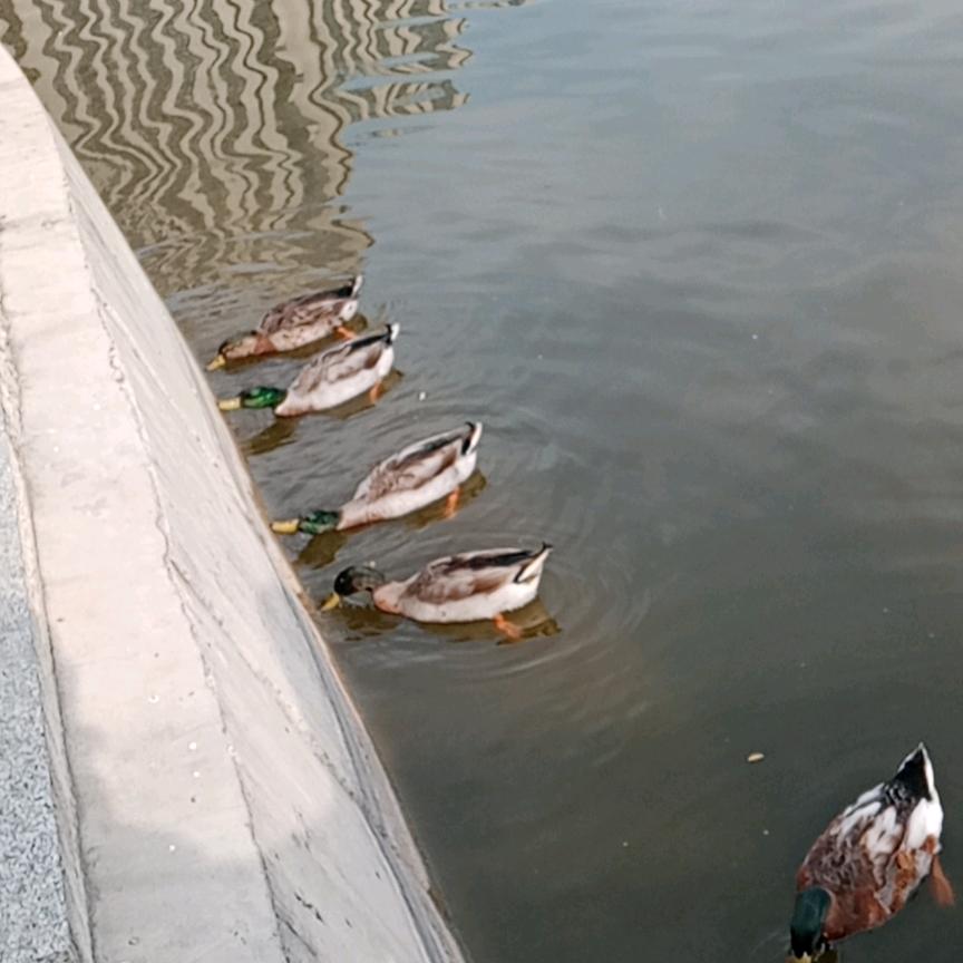 清新自然头像