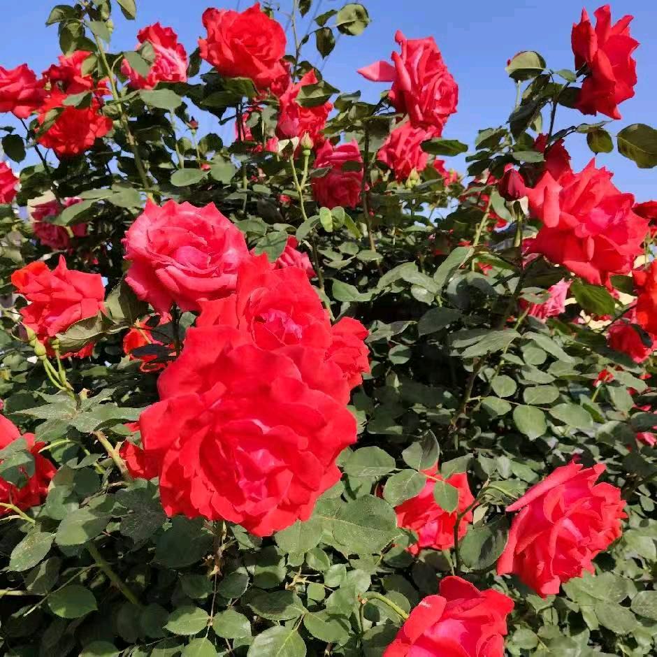 创…人生曲折.随缘(冷静.沉默)