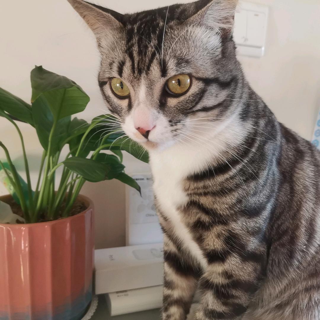 小咪的日常喵生