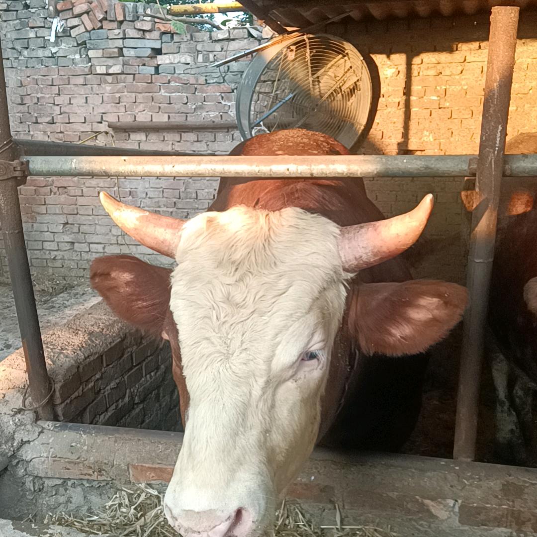 亮亮现杀牛羊肉