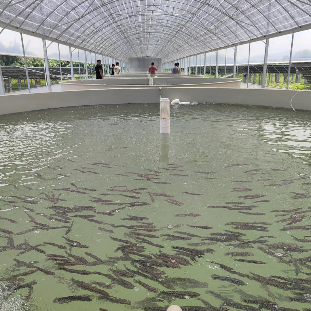 信洋水产