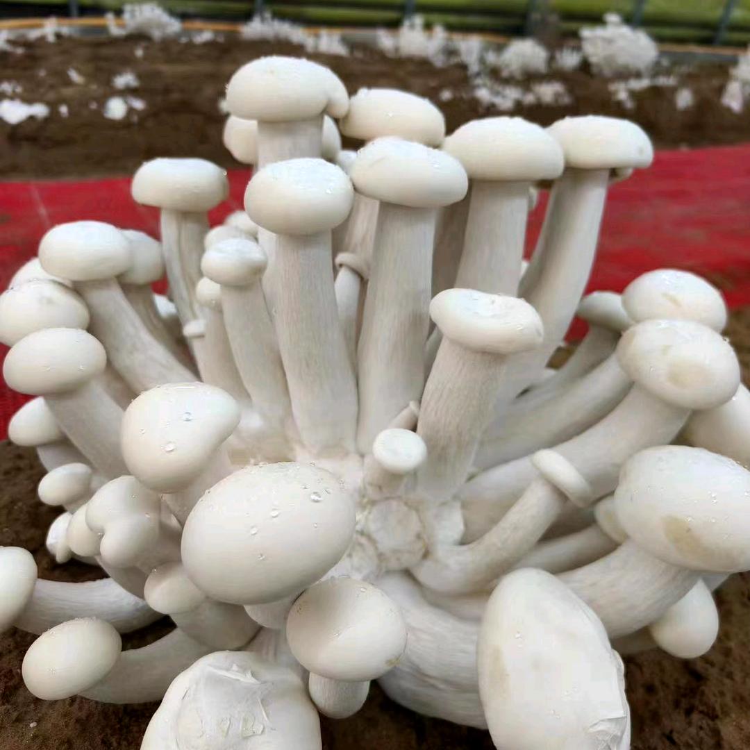 斌哥讲种植