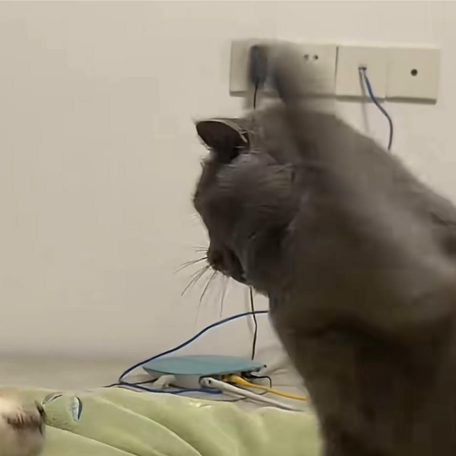 爱迷糊的灰熊🐻