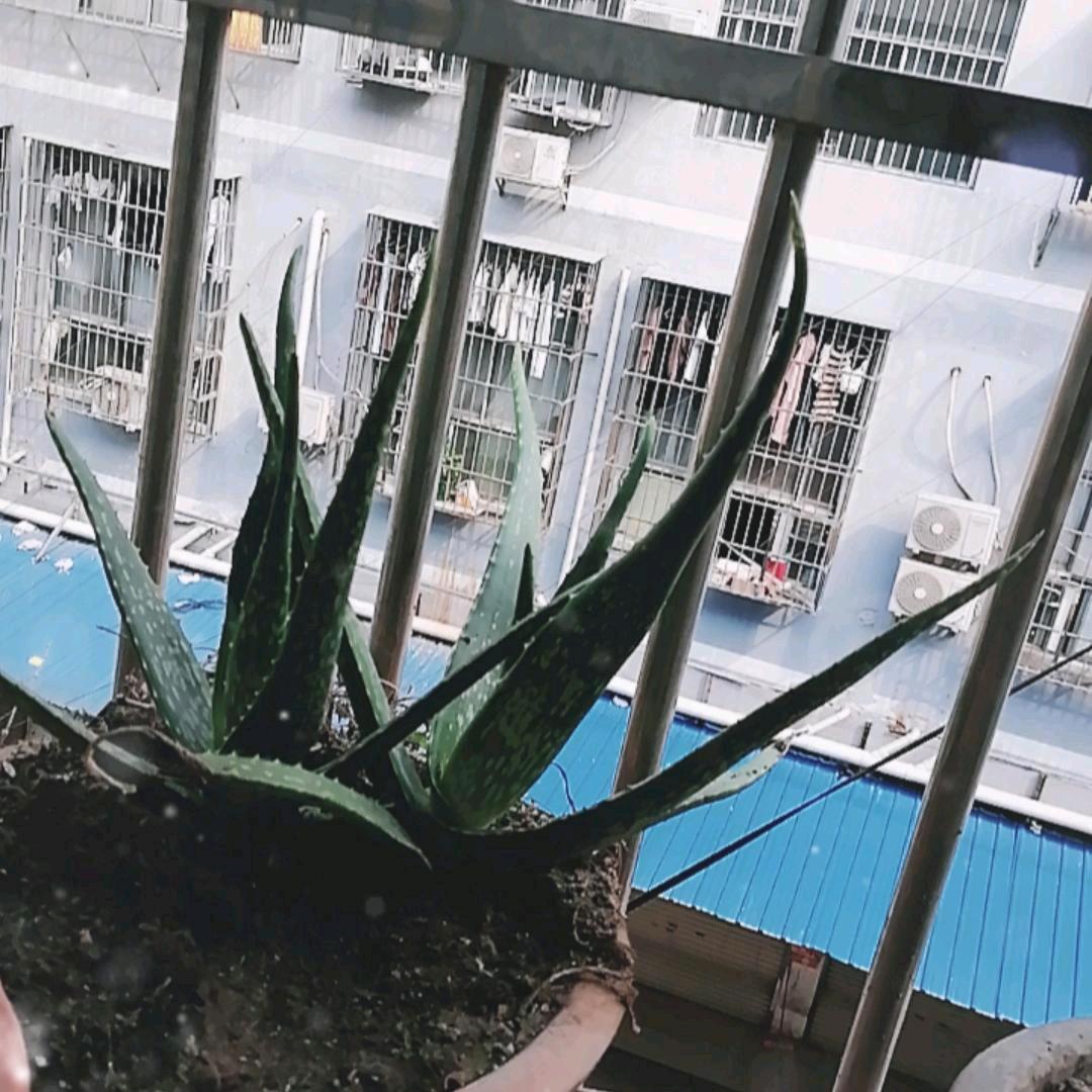 随缘