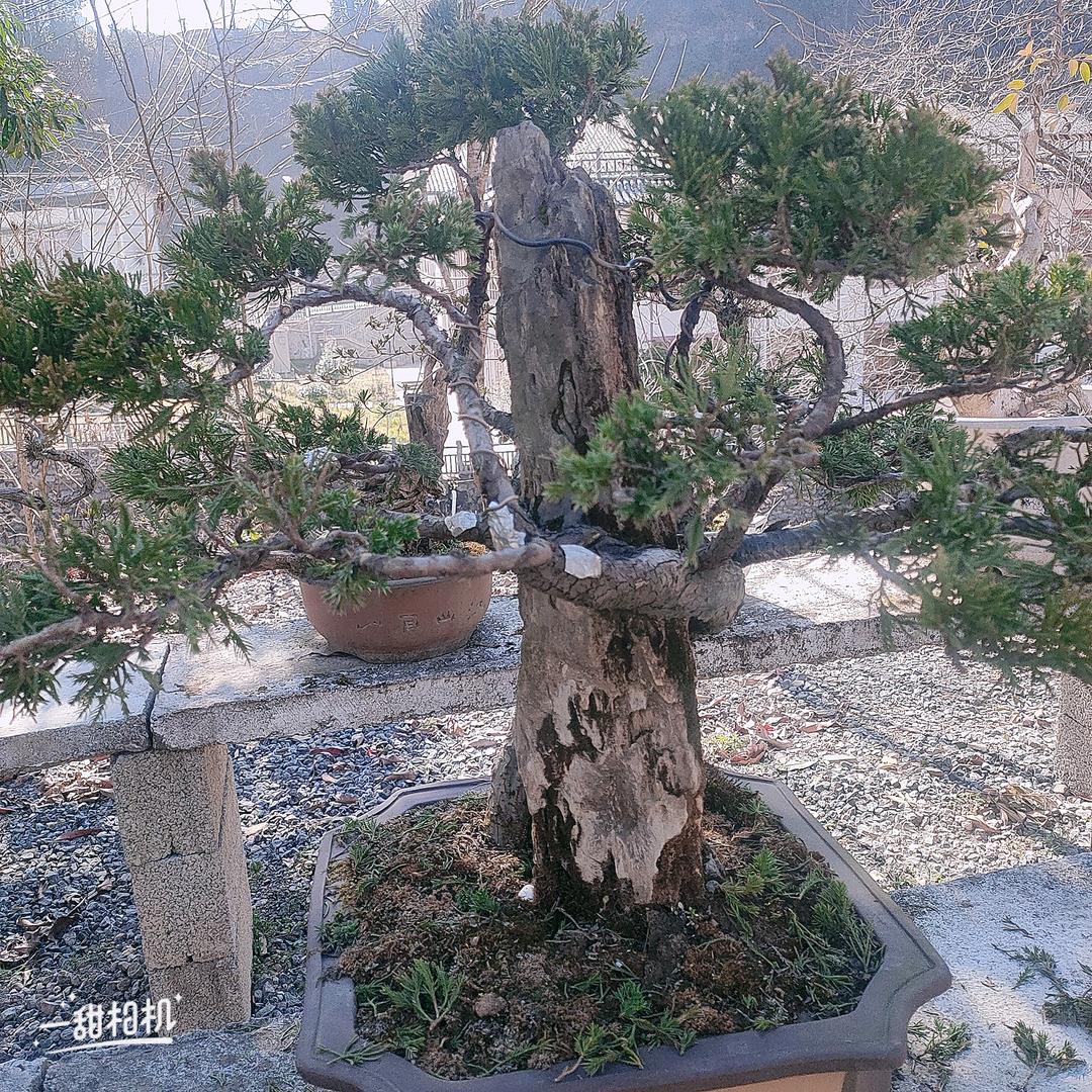 杨哥，二姨太