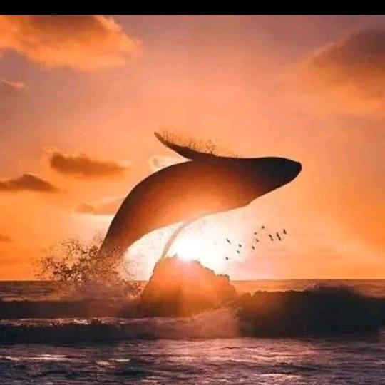 飞鱼🐬的眼泪😭