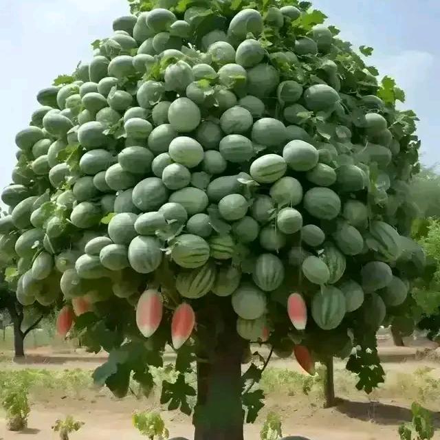 二爷