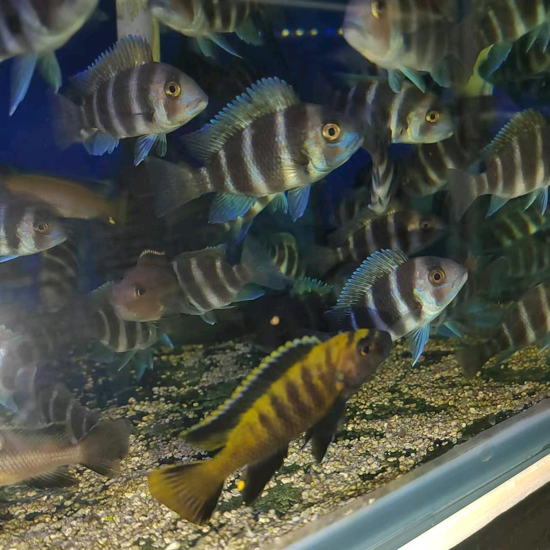 虚怀若谷水族馆