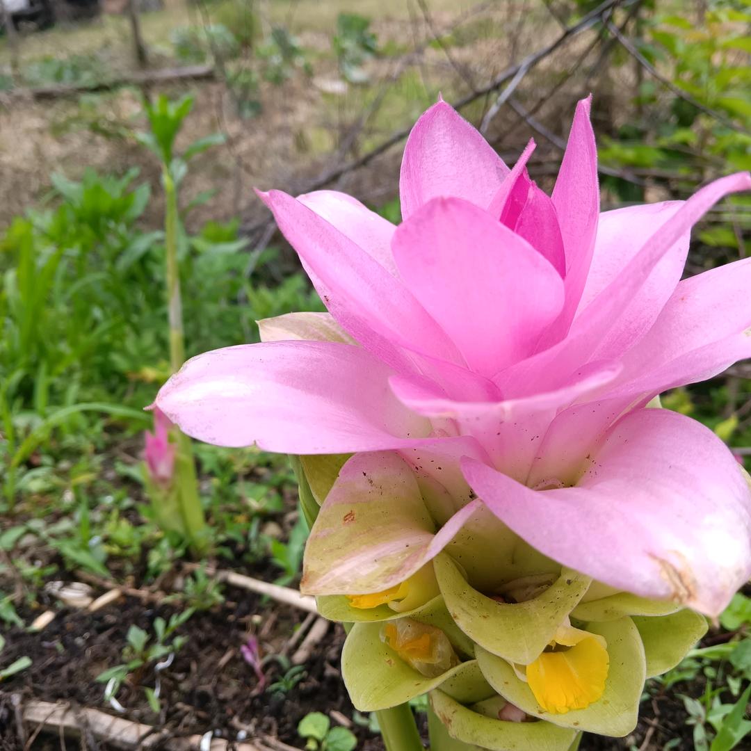 一次不忠，终身不用