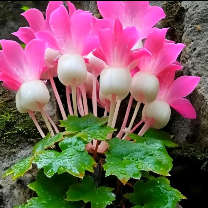 柠檬味的苹果