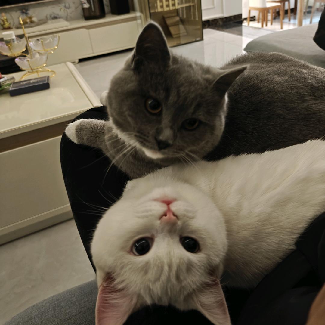 大熊不逗猫