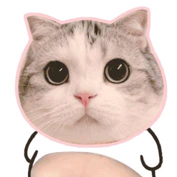 猫咪控