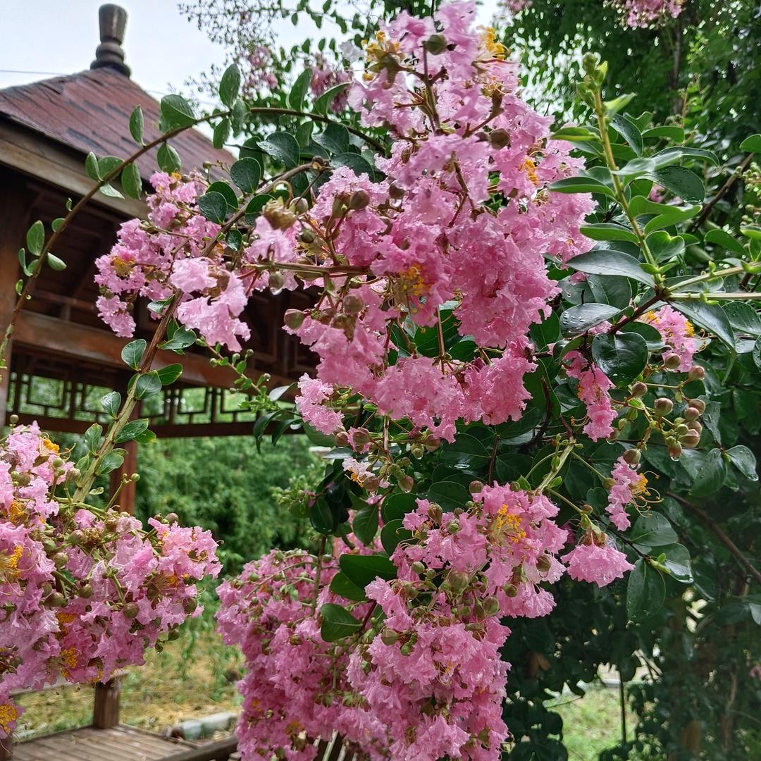 天涯独行客