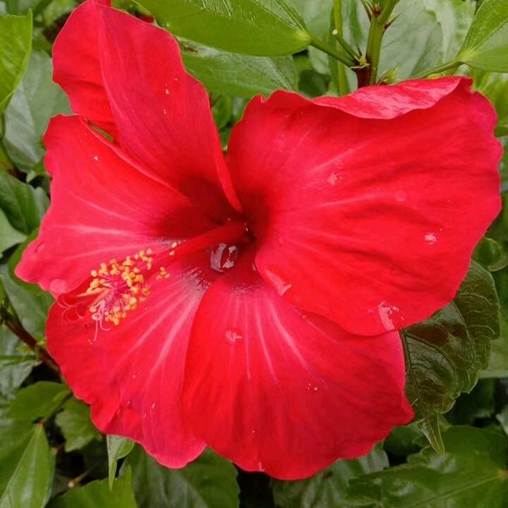 ！玫瑰花