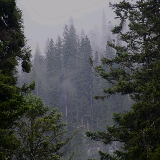 雨树林丰