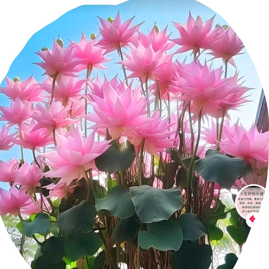 @花开富贵🌺🌸