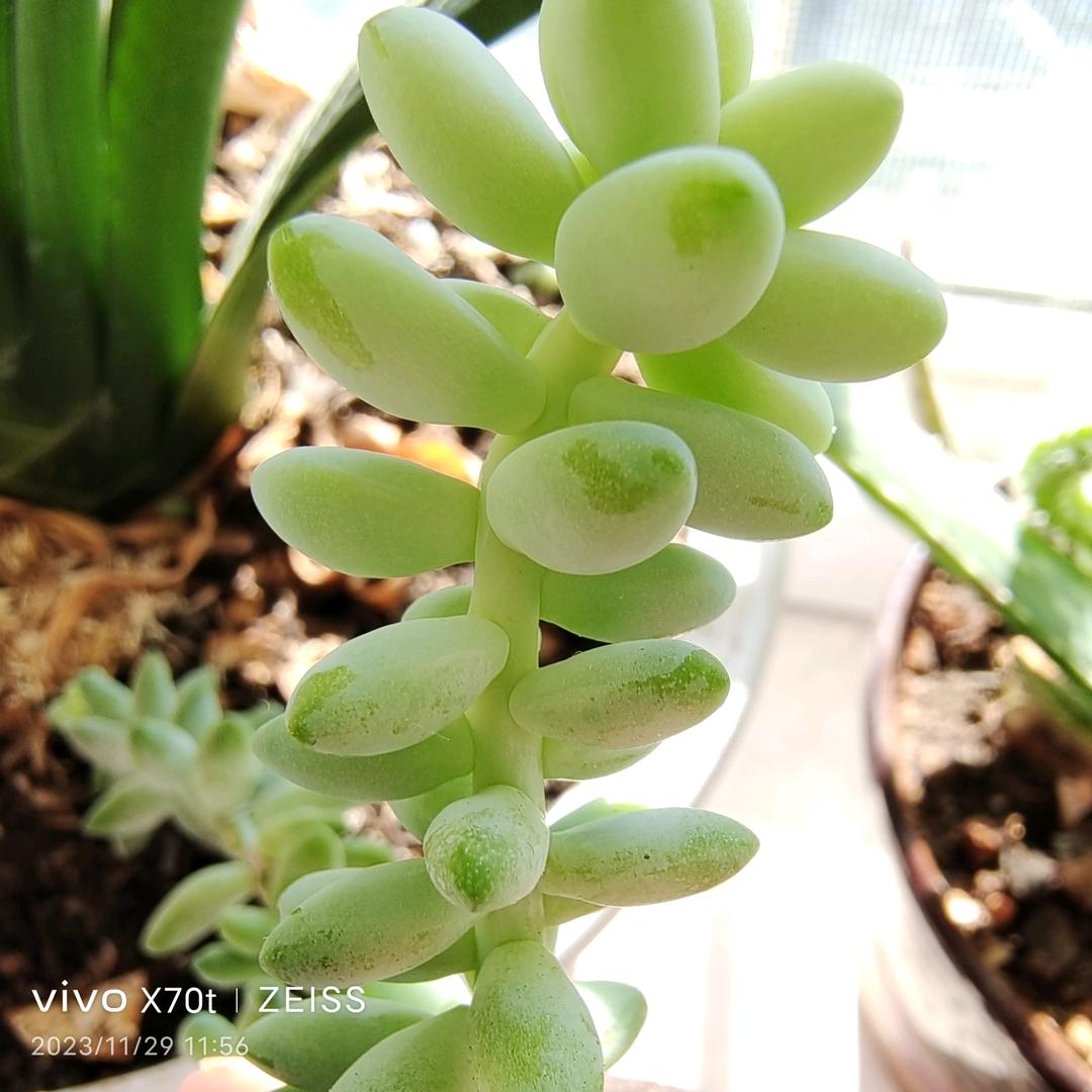 木棉花的春天2