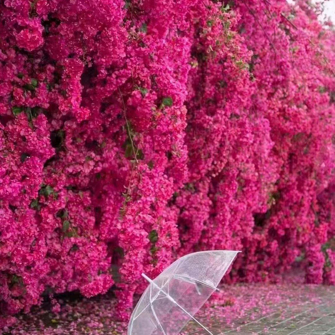 芜名指的；幸福