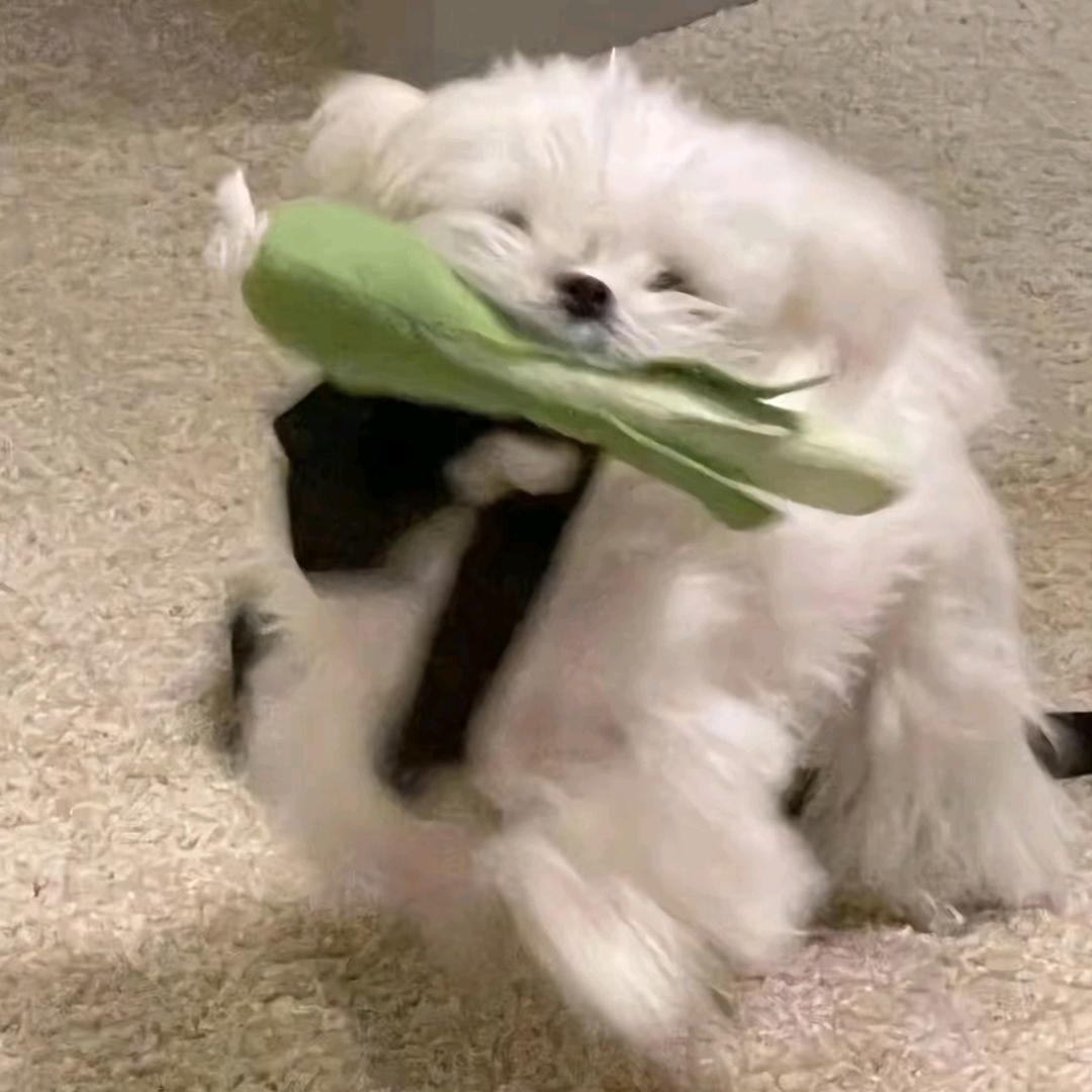 可惜可惜