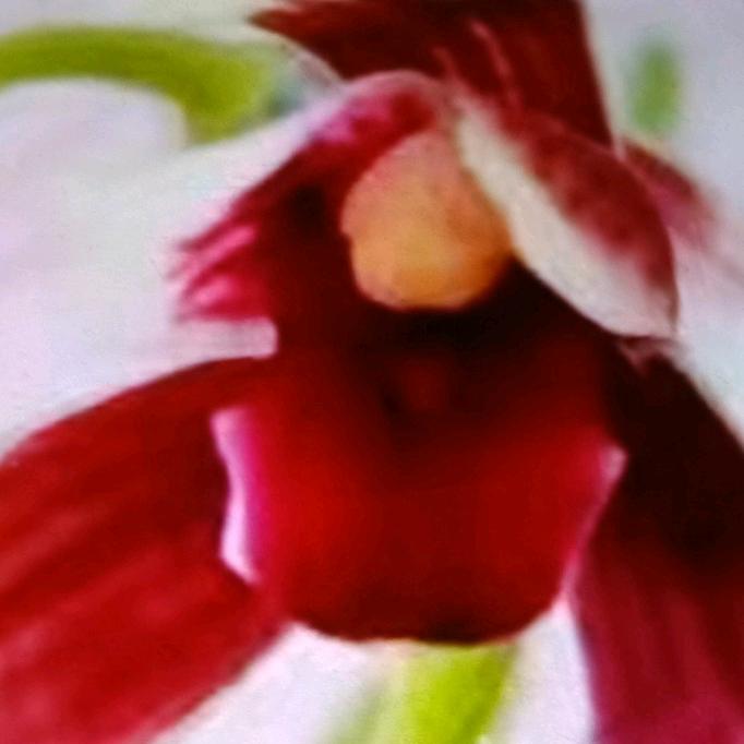 秋榜兰花石斛店